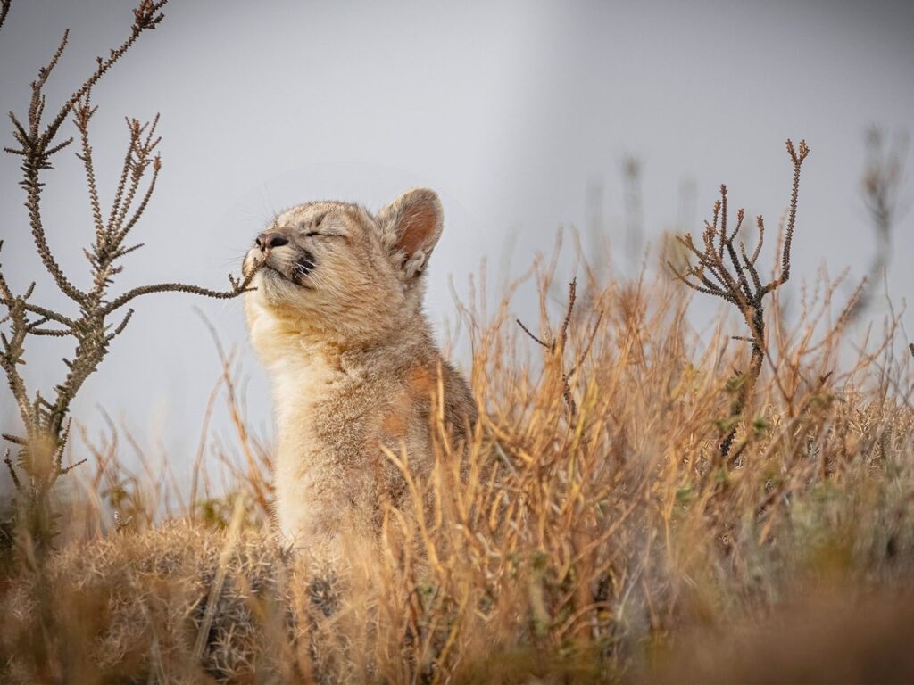Puma tracking in the wilds of Torres del Paine