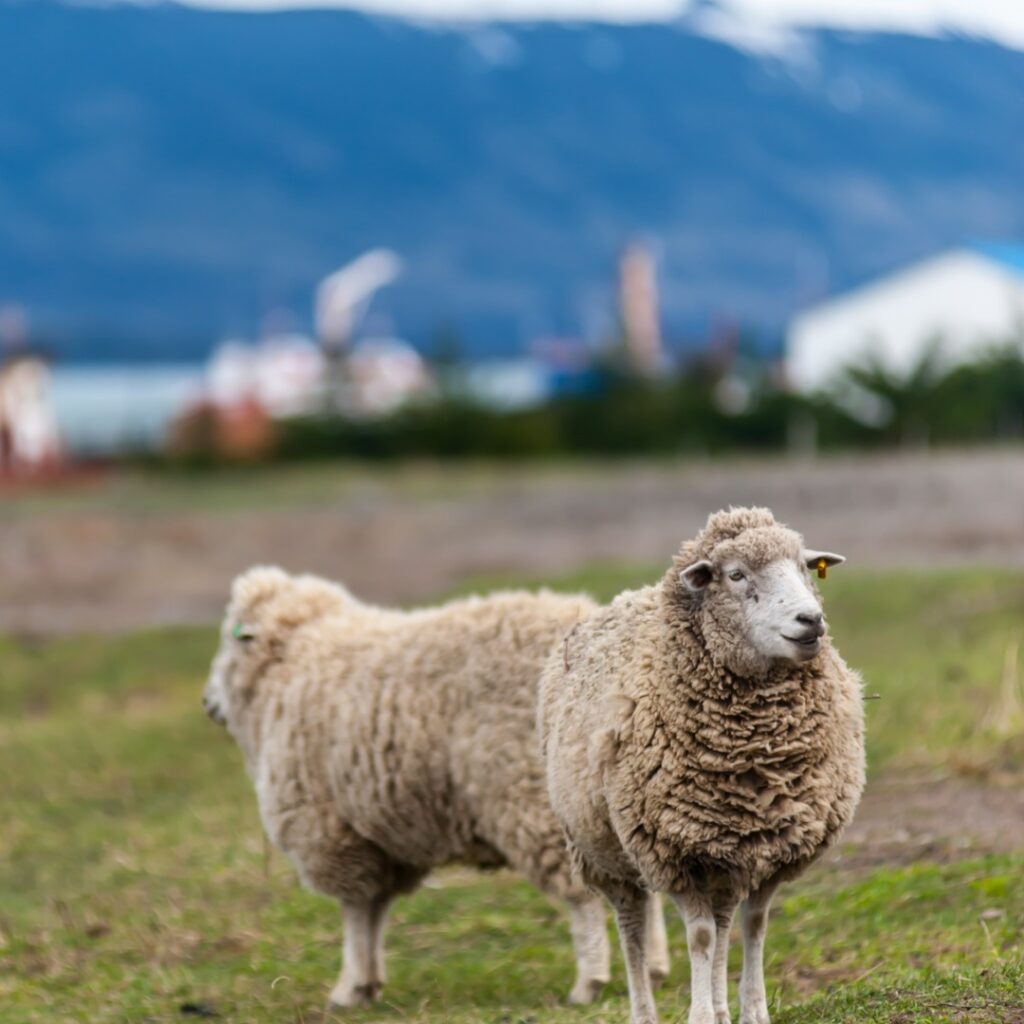 Photo by The Singular Patagonia on April 29, 2025.