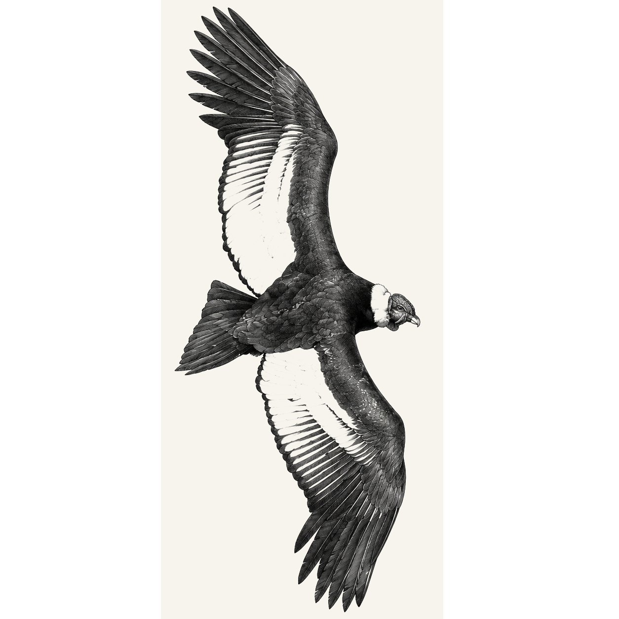 excfaunaok Black-and-white illustration of a condor gliding with broad wings outstretched, white wing patches, and a white ruff around its head.