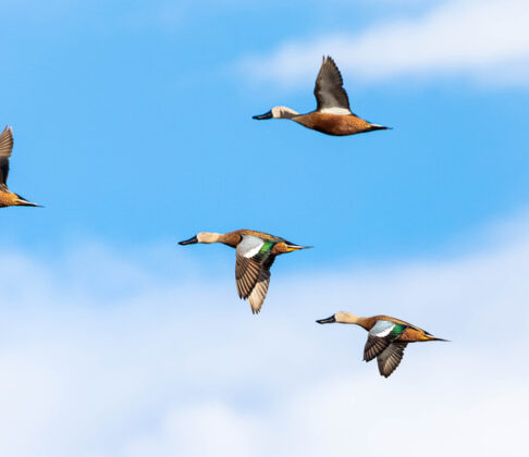 29012018-068A8746 Four ducks fly across a bright blue sky with scattered white clouds.