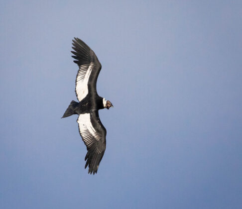 BN-9991 A large black-and-white vulture glides with outstretched wings against a clear blue sky.