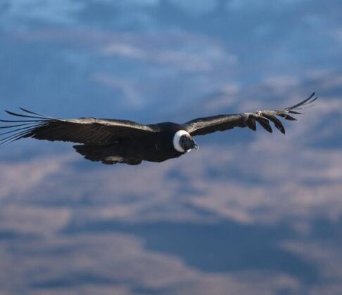 WhatsApp Image 2024-04-15 at 13.37.24 (1) Andean condor with outstretched wings soaring above a mountainous landscape under a blue sky.
