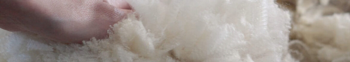 A hand wearing a black fitness tracker touches soft white wool fibers in a textile processing setting.