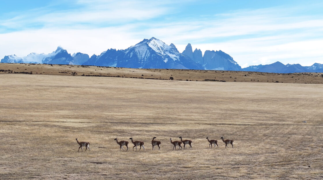Screenshot A herd of guanacos crosses a dry Patagonian plain beneath the snow-capped peaks of Torres del Paine.