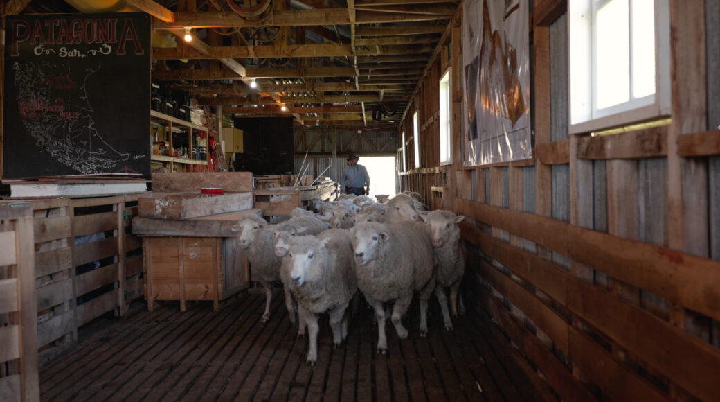 A flock of sheep gathers in a wooden barn as a rancher stands behind them beneath a Patagonia Sur sign.