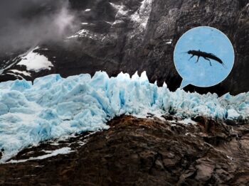 The “Patagonian Ice Dragon” Abides: Rare Creatures in the Chilean Wilds The “Patagonian Ice Dragon” Abides: Rare Creatures in the Chilean Wilds