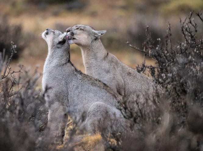 torres-del-paine-pumas-wordpress Two mountain lions nuzzle affectionately among dry shrubs in a natural habitat.